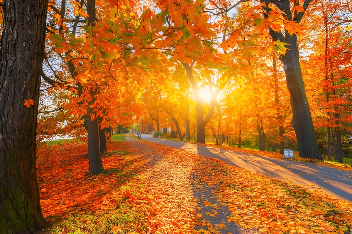 The Sun shining through the beautiful fall colors in the Poconos