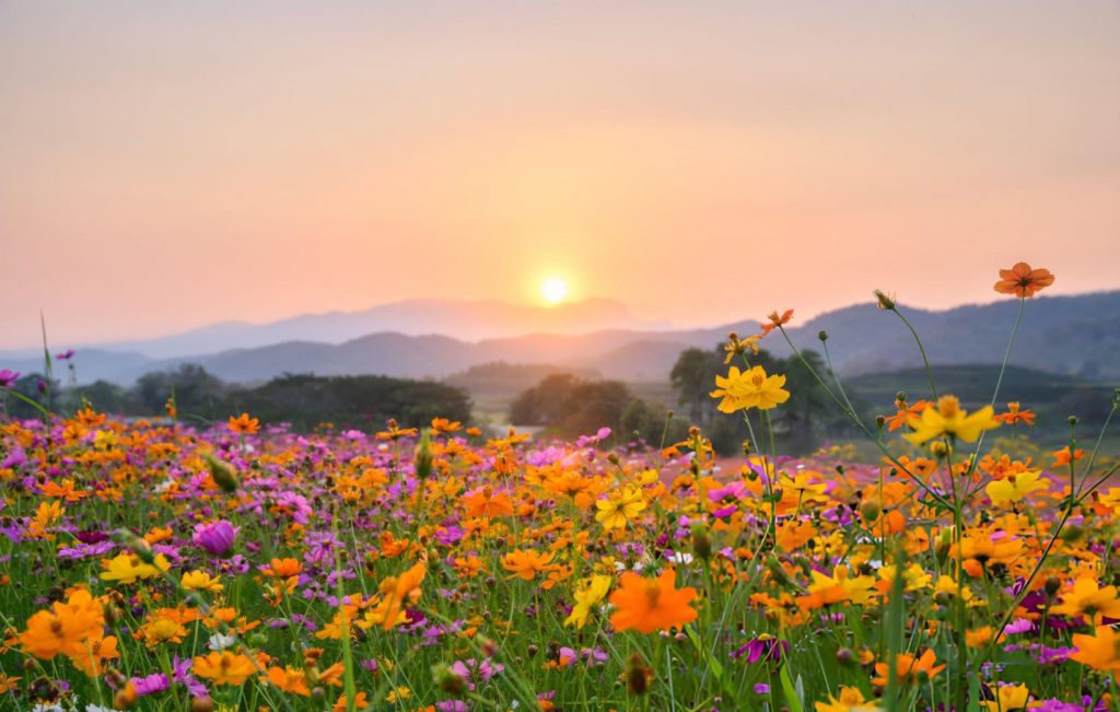 A glimpse of spring in Poconos